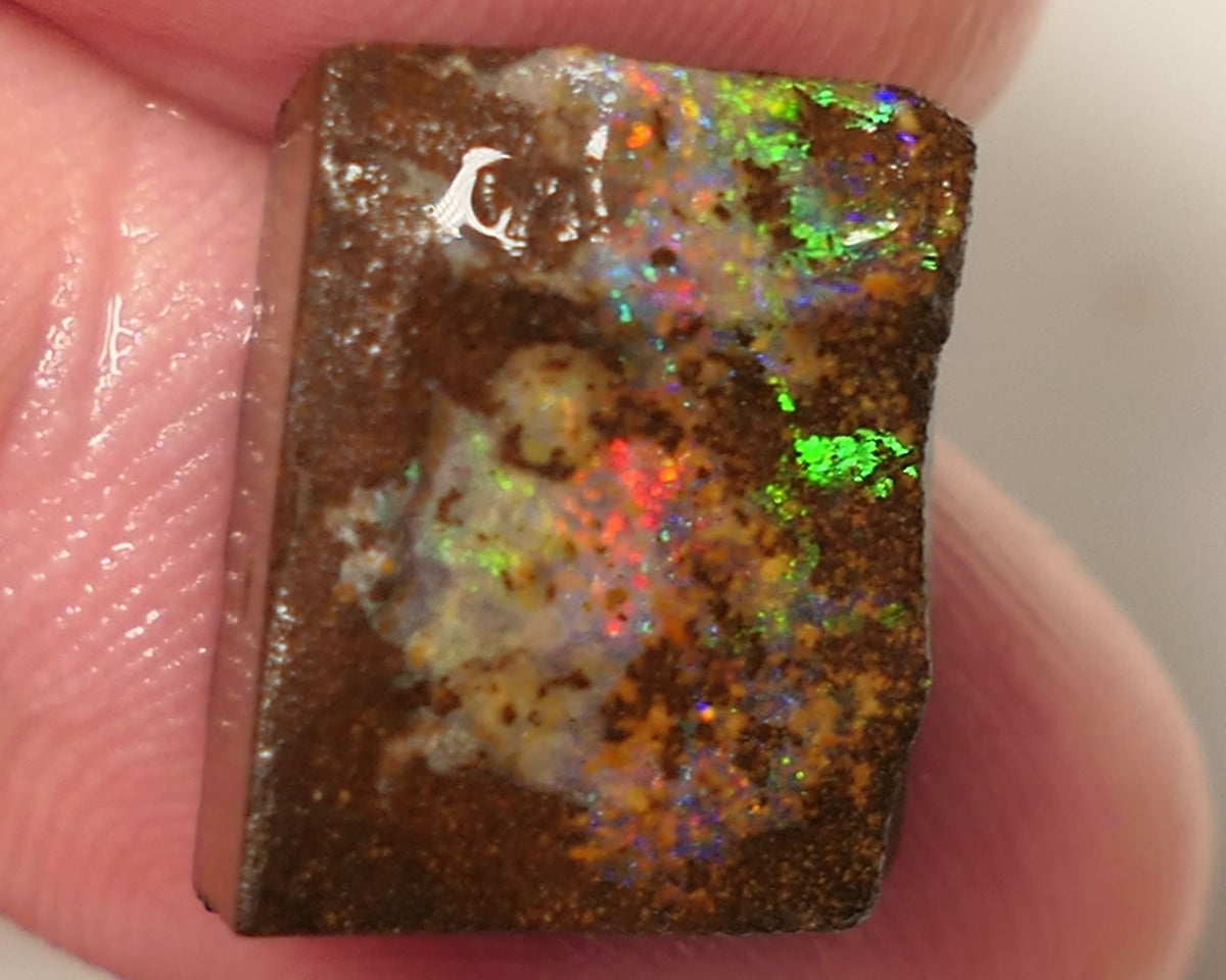 Queensland Boulder Matrix opal 14cts rough / Rub Winton Bright Gem Reds & Multifires 14x12x6mm 0424