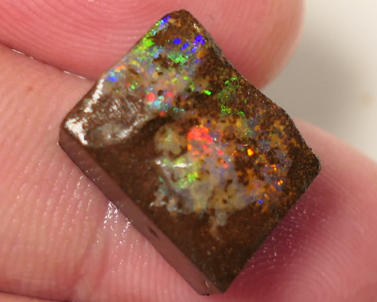 Queensland Boulder Matrix opal 14cts rough / Rub Winton Bright Gem Reds & Multifires 14x12x6mm 0424