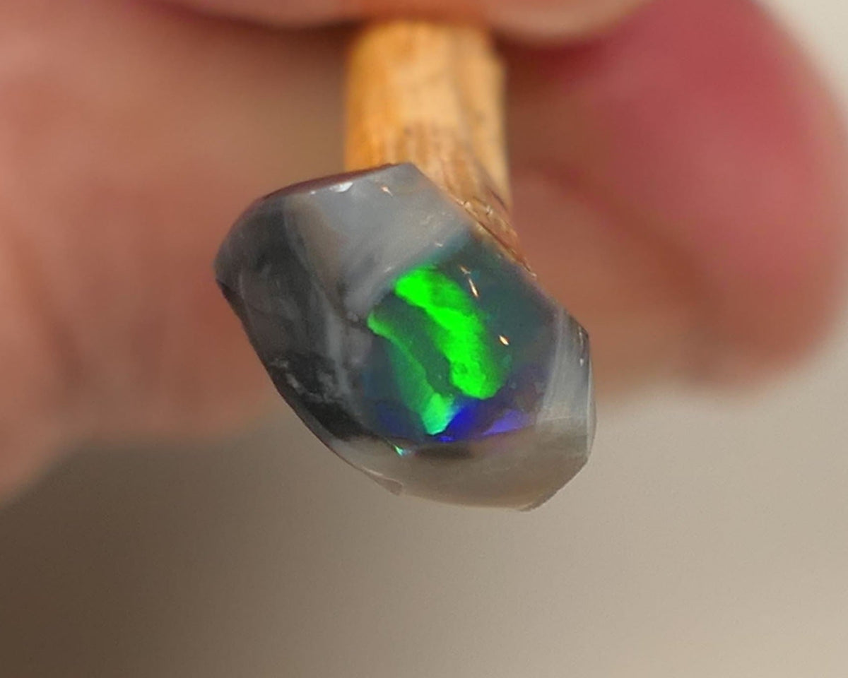 Opal Fever Mate Auction