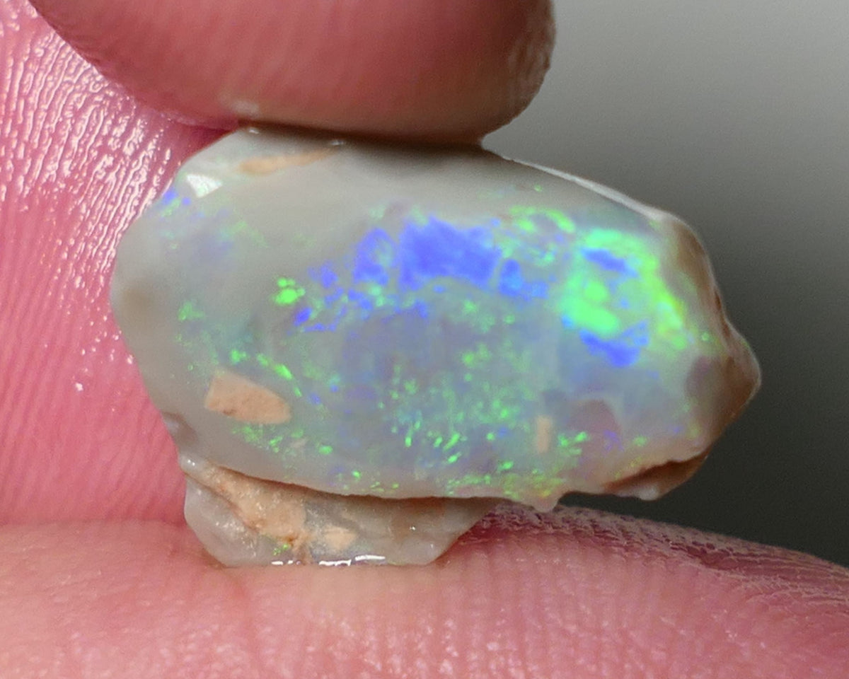 Lightning Ridge Opal Dark Base Seam Rough Rub 4.75cts Gorgeous Display of Bright Multifires 15x11x3mm 0541