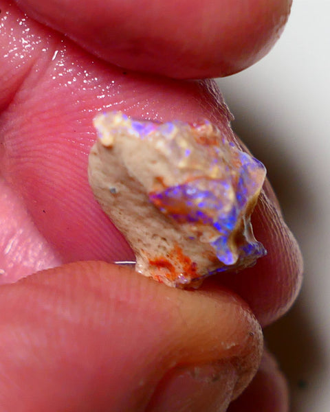 Lightning Ridge Rough Opal 4.5cts Dark Base Pea Knobby formation showing nice  Bright colours 15x10x5mm 0808