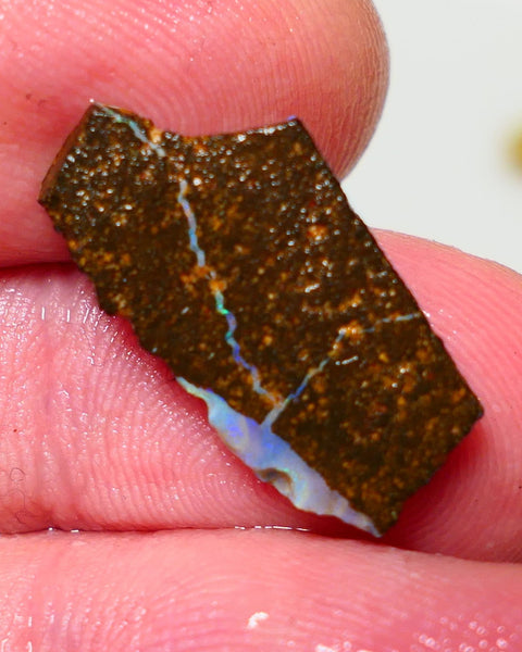 Queensland Boulder Boulder opal 7.00cts rough Winton gorgeous veins with nice Blue dominant fires 22x11x3mm BO-025
