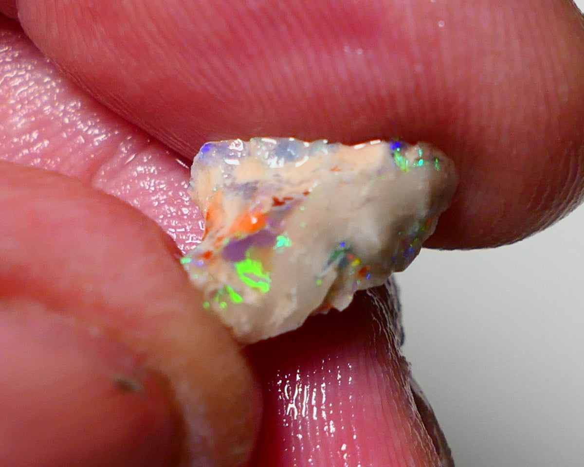 Lightning Ridge Opal pair small bits of Knobby Rough 4.25cts Stunning Bright Multi Colours 12x8x5mm & 13xx4mm 1312