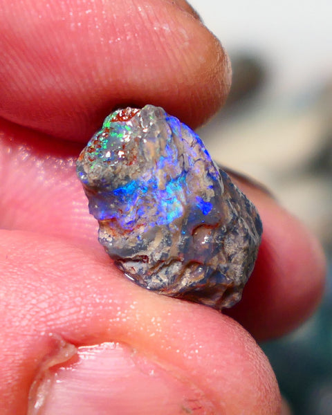 Lightning Ridge Opal Rough Stunning Knobby/ Opalised Fossil 6.00cts Exotic multi colours 16x10x8mm 1329