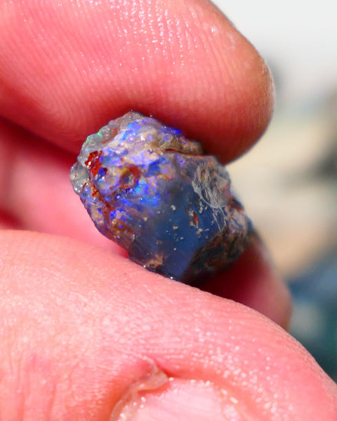 Lightning Ridge Opal Rough Stunning Knobby/ Opalised Fossil 6.00cts Exotic multi colours 16x10x8mm 1329