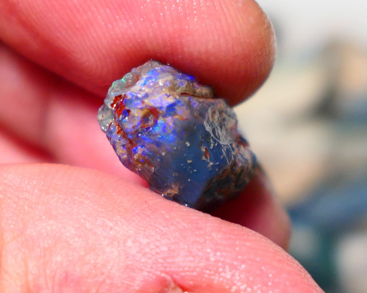 Lightning Ridge Opal Rough Stunning Knobby/ Opalised Fossil 6.00cts Exotic multi colours 16x10x8mm 1329