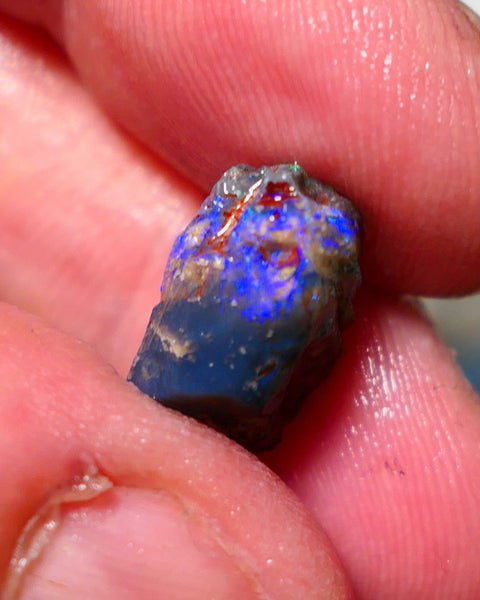 Lightning Ridge Opal Rough Stunning Knobby/ Opalised Fossil 6.00cts Exotic multi colours 16x10x8mm 1329