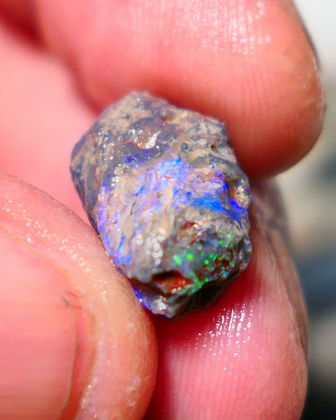 Lightning Ridge Opal Rough Stunning Knobby/ Opalised Fossil 6.00cts Exotic multi colours 16x10x8mm 1329