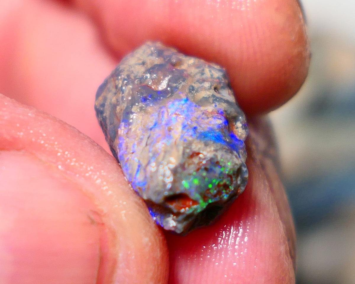 Lightning Ridge Opal Rough Stunning Knobby/ Opalised Fossil 6.00cts Exotic multi colours 16x10x8mm 1329