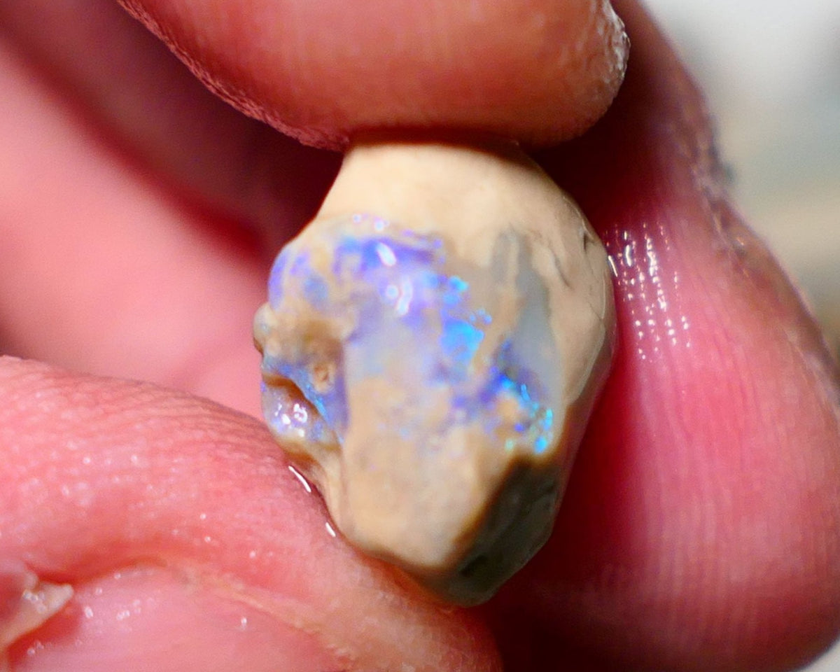 Lightning Ridge Rough Opal  8cts Knobby formation with Band of crystal opal with light blues 15x14x9mm 1414