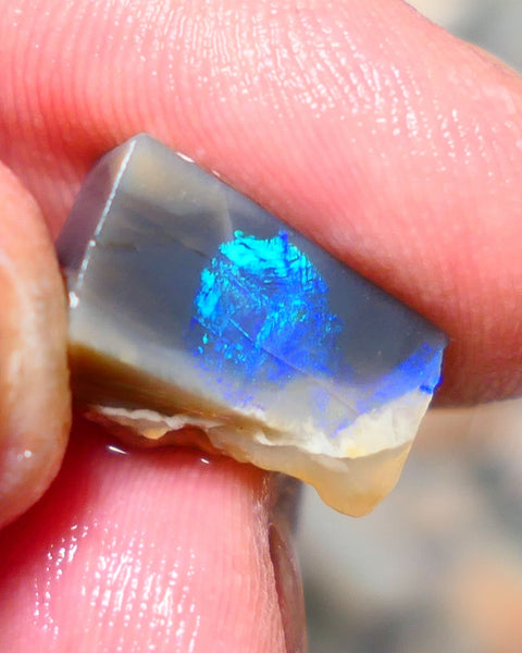 Lightning Ridge Opal Dark Base Seam Rough / Slice / Rub 9.15cts Bright Blue Green & Teal fires gorgeous pattern  15x9x8mm 1342