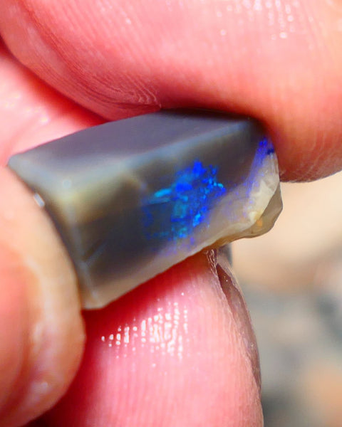 Lightning Ridge Opal Dark Base Seam Rough / Slice / Rub 9.15cts Bright Blue Green & Teal fires gorgeous pattern  15x9x8mm 1342