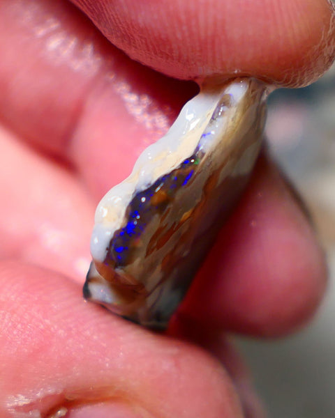 Lightning Ridge Rough Opal 10cts Mixed Bodytone Seam piece showing some bright blues colours 24x16x4mm A1524