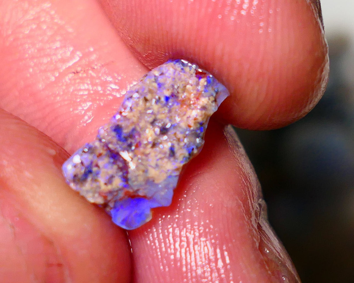 Lightning Ridge Untouched Opalised fossil rough 2.5cts Bright colourful 13x8x4mm A1512