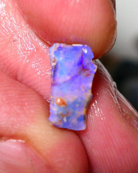 Lightning Ridge Untouched Opalised fossil rough 2.5cts Bright colourful 13x8x4mm A1512