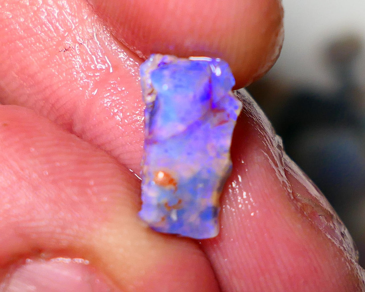 Lightning Ridge Untouched Opalised fossil rough 2.5cts Bright colourful 13x8x4mm A1512