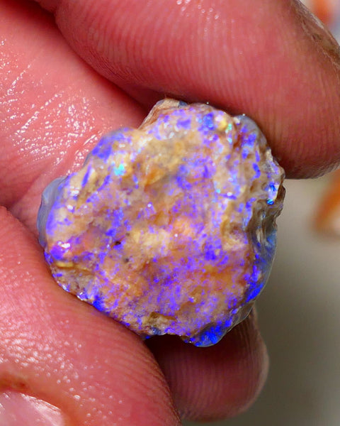 Lightning Ridge 26cts Very Bright pair of gorgeous Dark base Crystal Opalised fossil rough to cut/carve Vibrant Blue/purple/green 18x18x11mm & 2x12x9mm A1529