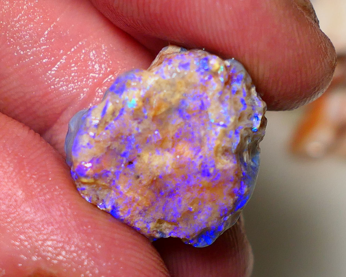 Lightning Ridge 26cts Very Bright pair of gorgeous Dark base Crystal Opalised fossil rough to cut/carve Vibrant Blue/purple/green 18x18x11mm & 2x12x9mm A1529