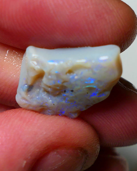 Lightning Ridge Rough Opal 8.25cts Dark Base Seam showing Nice bright blues colours 19X14X5MM a1541