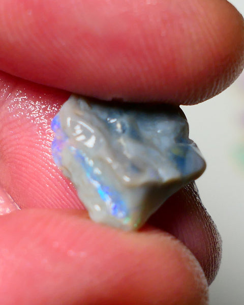 Lightning Ridge Rough Opal 4.50cts Dark Base Knobby showing Nice bright Blue/Green colours 14x13x5mm A1546