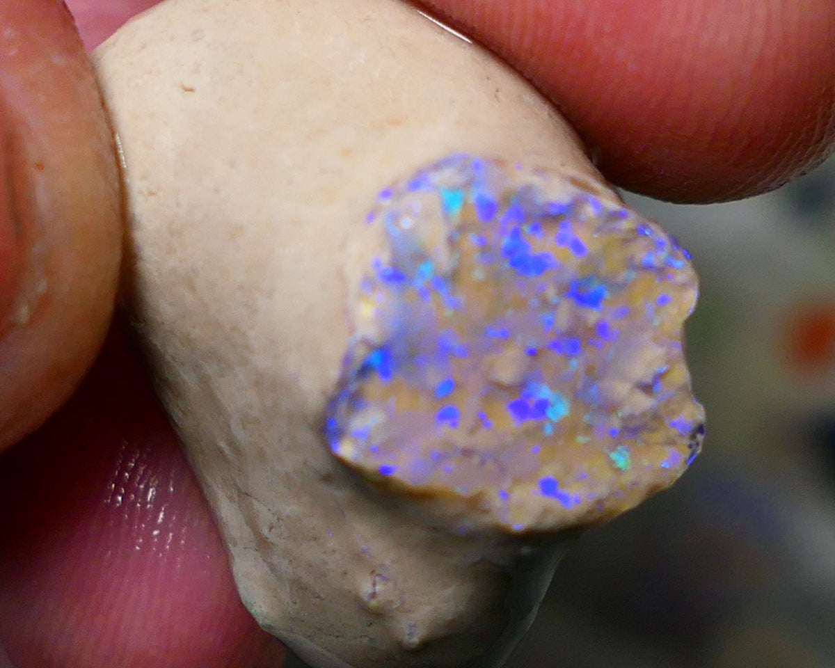 Opal Fever Mate Auction