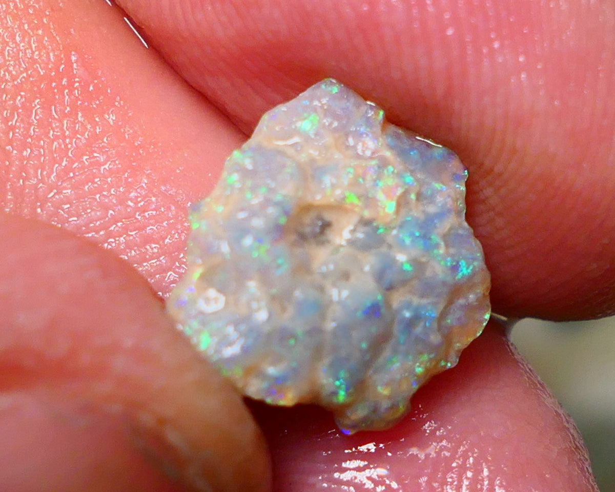 Lightning Ridge Rough Opal 3.80cts Untouched Knobby rough with Gorgeous Multicolours to explore 14x12x5mm Auction NS057