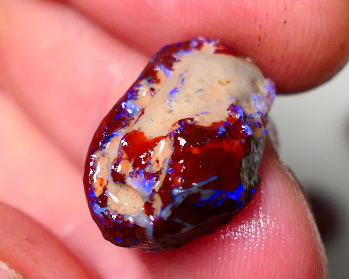 Lightning Ridge Rough Opal 11cts Dark Base Gamble Knobby formation Nice blue fires 19x13x8mm Auction NS107