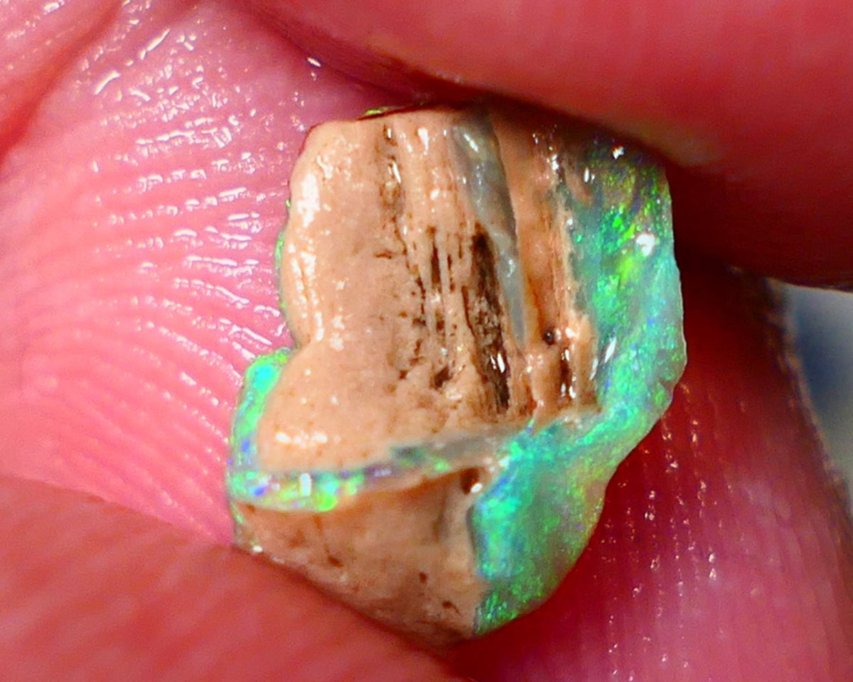 Opalised fossil Stunning Multi colour 1.30cts Rub rough Lightning Ridge 10x8x3mm NSW025