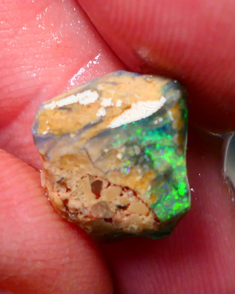 Lightning Ridge Rough / Rub Fossil opal Miners Bench® 4.00cts Exotic Bright Green/Yellow/Blue Fires 12x11x5mm NS148