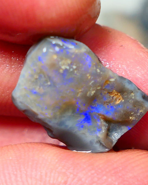 Lightning Ridge Rough Dark Opalised wood fossil  8cts Gorgeous blues showing 17x12x6mm RL001