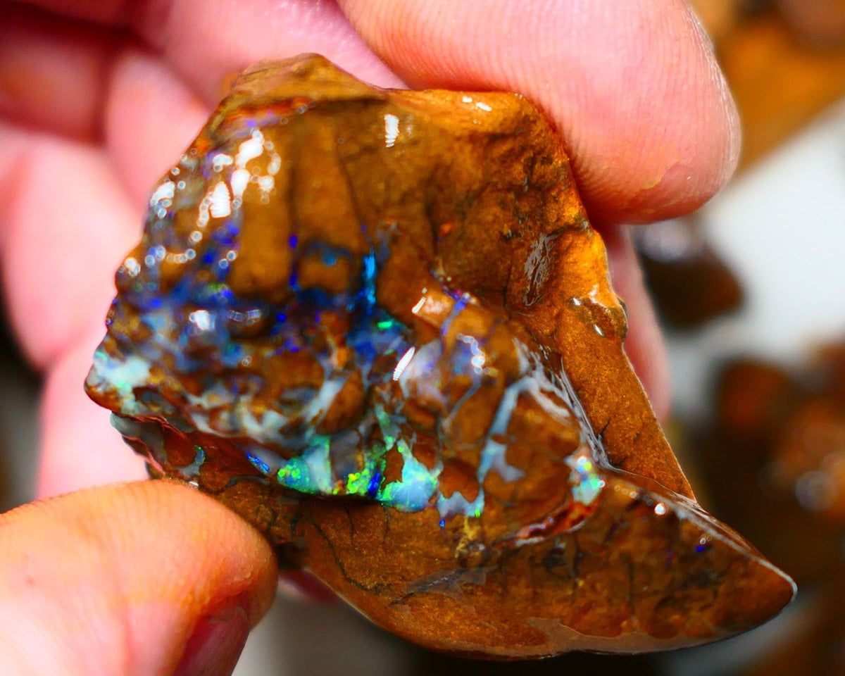 Queensland Boulder / Matrix opal 220cts rough Winton Bright Yellows Greens & Blue fires show plenty to go at here 47x28x28mm  ALP003