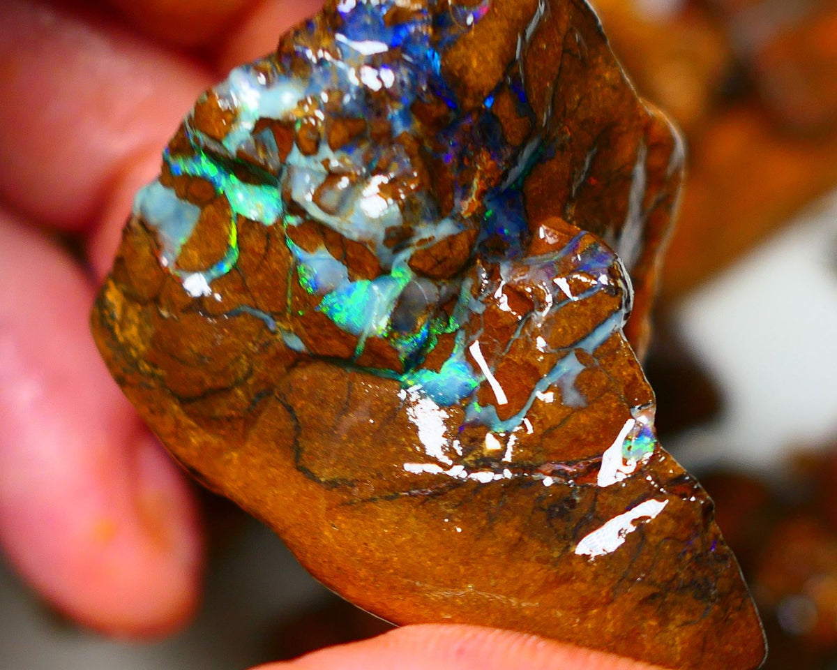 Queensland Boulder / Matrix opal 220cts rough Winton Bright Yellows Greens & Blue fires show plenty to go at here 47x28x28mm  ALP003