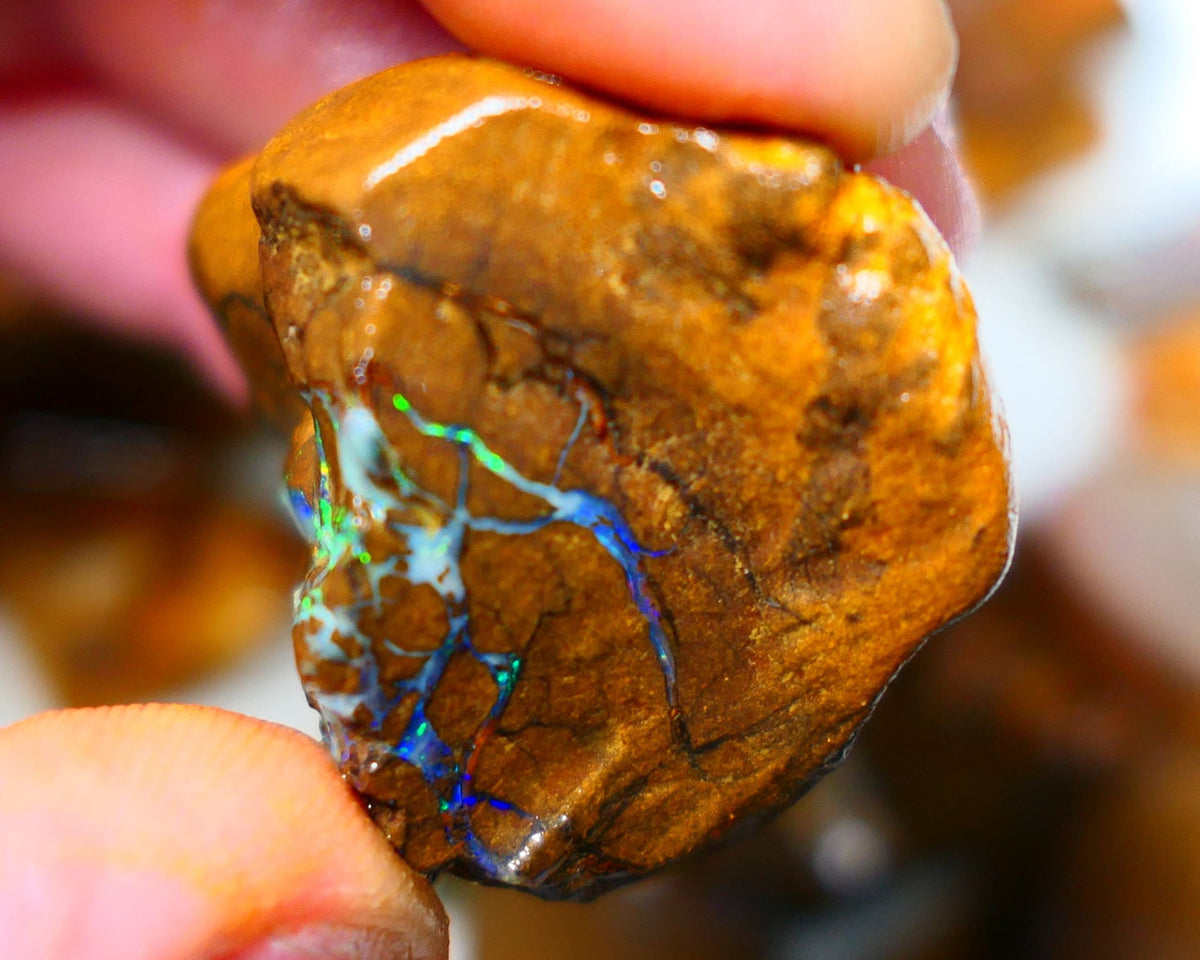 Queensland Boulder / Matrix opal 220cts rough Winton Bright Yellows Greens & Blue fires show plenty to go at here 47x28x28mm  ALP003