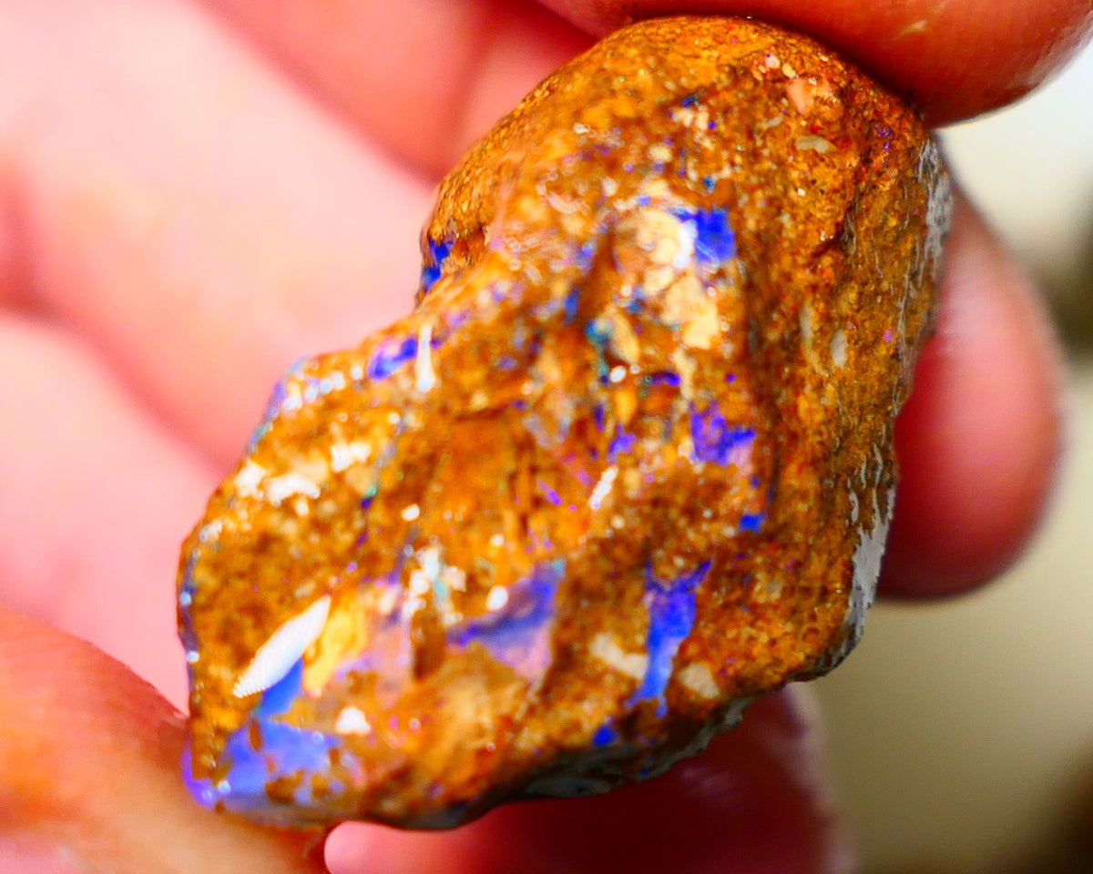 Queensland Sandy Ironstone Boulder opal nodule Showing lots of Bright Blue colours ALP0