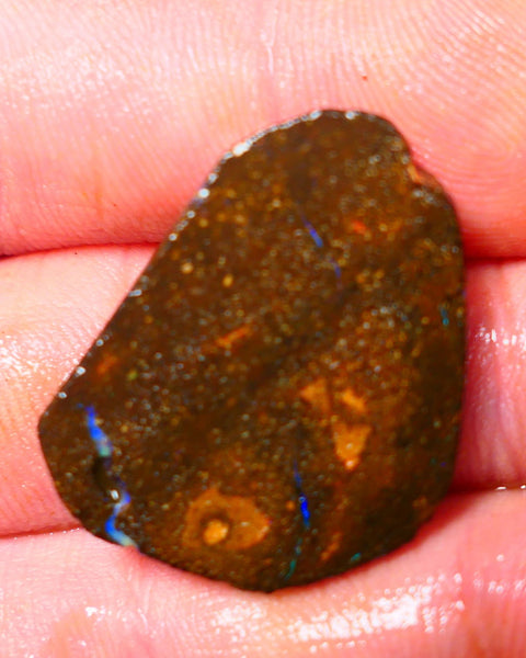 Queensland Boulder / Matrix opal 25cts rough/rub Winton Bright Blue fires showing in a vein 29x23x4mm ALP010