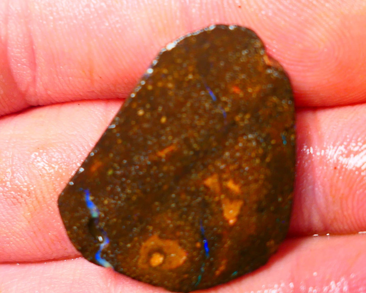 Queensland Boulder / Matrix opal 25cts rough/rub Winton Bright Blue fires showing in a vein 29x23x4mm ALP010