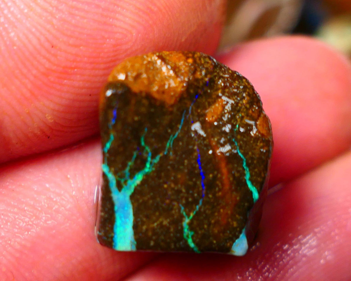 Queensland Boulder / Matrix opal 25cts rough Winton Bright Green Blue fires showing to cut 16x15x11mm ALP008