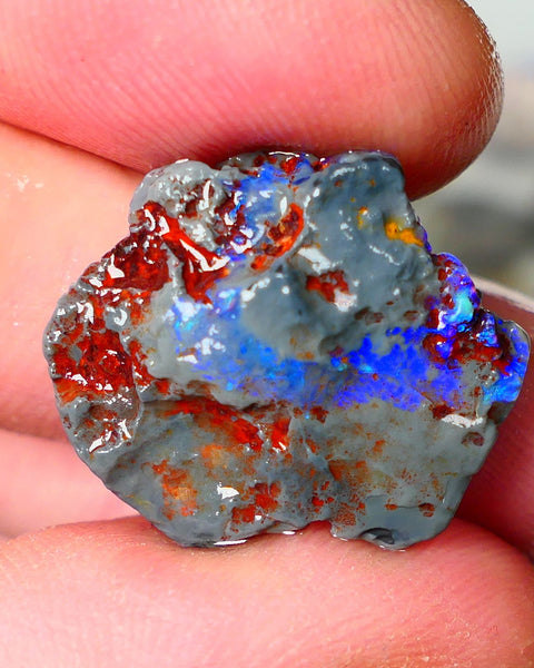 Lightning Ridge Knobby opal rough showing nice bright colours details to come 10.50cts 22x19x6mm ALP105