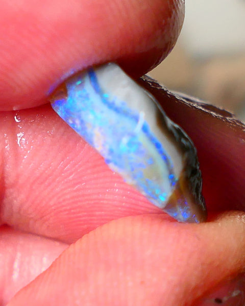 Lightning Ridge Seam opal rough showing nice bright colours details to come cts ALP1xx