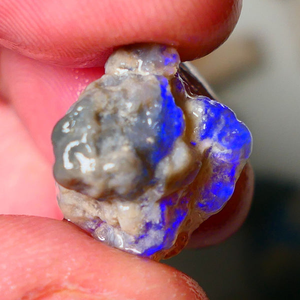 Lightning Ridge Dark Crystal Knobby opal formation rough showing nice bright blue colours 12.50cts 18x14x10mm ALP123