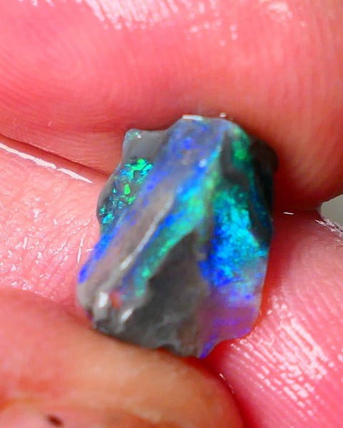 Lightning Ridge Gamble opalised fossil rough showing Exotic Multi colours 3.15cts 13x8x5mm  ALP115