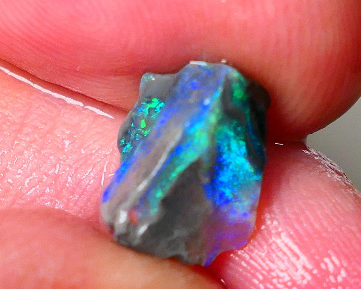 Lightning Ridge Gamble opalised fossil rough showing Exotic Multi colours 3.15cts 13x8x5mm  ALP115