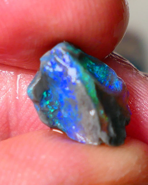 Lightning Ridge Gamble opalised fossil rough showing Exotic Multi colours 3.15cts 13x8x5mm  ALP115