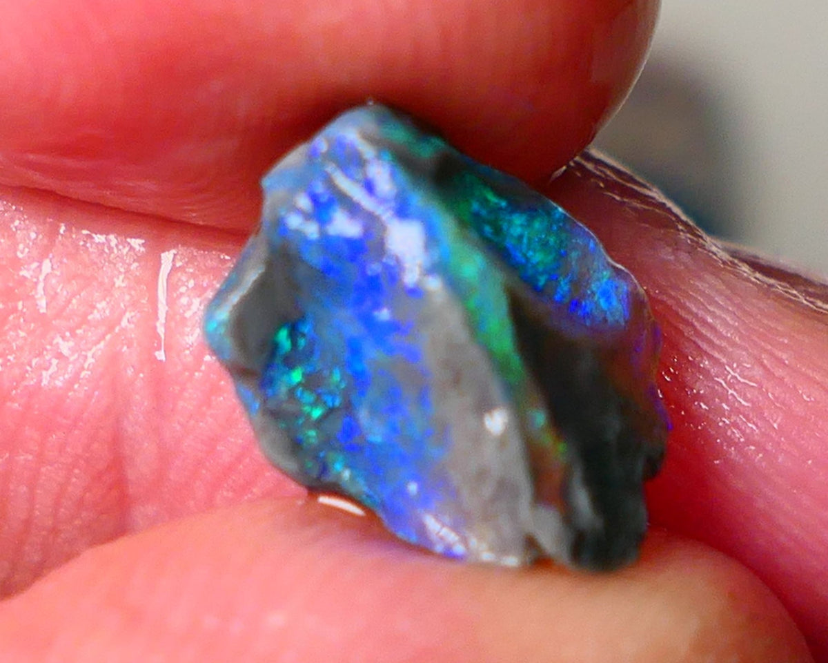 Lightning Ridge Gamble opalised fossil rough showing Exotic Multi colours 3.15cts 13x8x5mm  ALP115