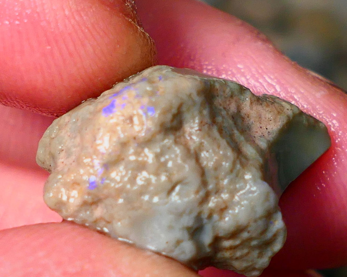 Lightning Ridge Rough knobby opal 17.00cts Dark base showing blue fires through the skin sold as gamble 21x15x10mm Auction61