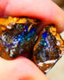 Winton Boulder opal rough split pair Ironstone host 33.00cts Stunning Gorgeous Blue fires 16x14x11mm & 21x12x11mm Auction67