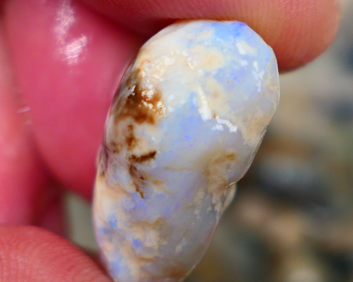 Lightning Ridge Rough Opal 26.00cts Light Base Gamble Knobby formation Light blue fires 25x16x11mm Auction104