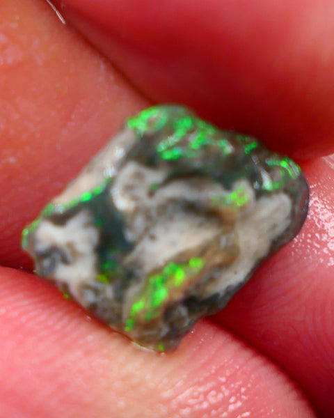 Millions of years in the Making a Lightning Ridge Opalised wood fossil untouched 2.70cts Bright Yellow/Green dominant M.fires sat on dark base 12x11x4mm Auction161