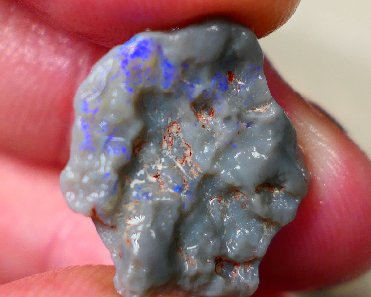 Lightning Ridge Dark base Witches hat knobby opal rough 10.50cts Bright Blue colours to gamble and explore 20x18x7mm Auction182