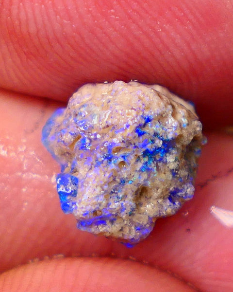 Lightning Ridge Untouched Dark base Crystal Pea Knobby opal rough 2.70cts Very Bright Vibrant Deep Royal Blue fires to gamble 10x10x6mm GMB-023